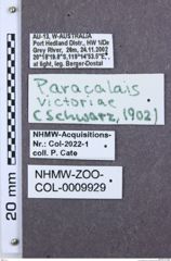 Etiketten zu Paracalais victoriae (NHMW-ZOO-COL-0009929)